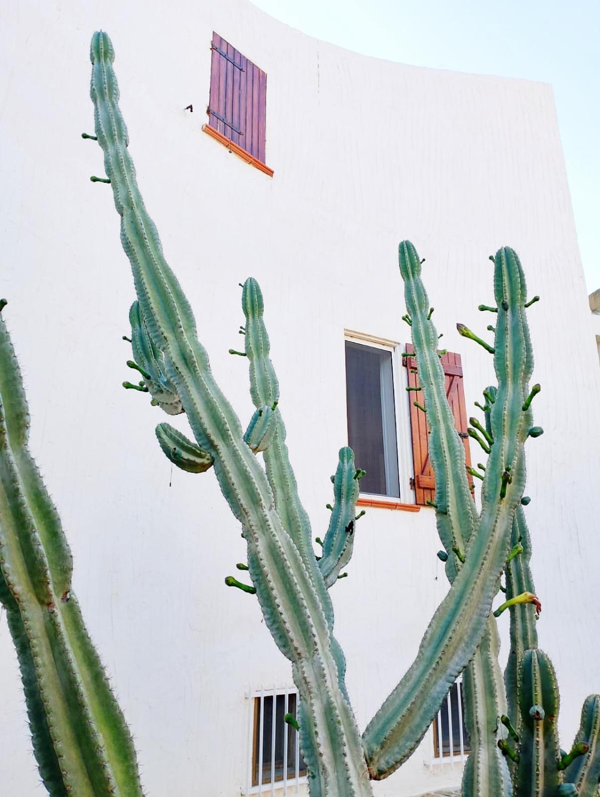 Villa Anna 300 M Dal Mare Torre delle Stelle Exterior photo